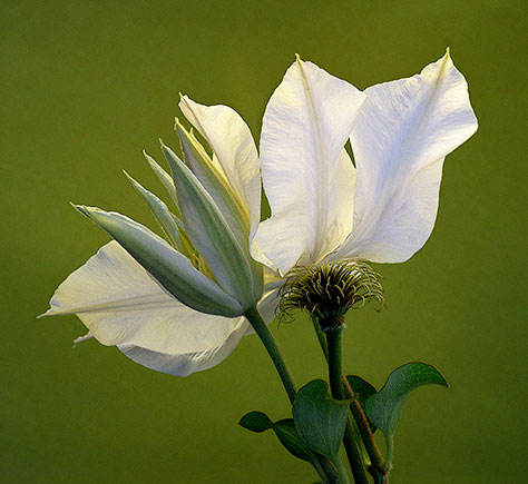 Three Generations ©