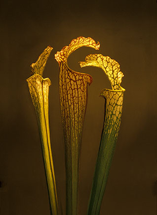 Pitcher Plants ©