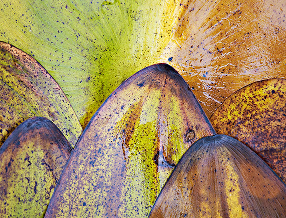 Waterlily Leaves 2 ©